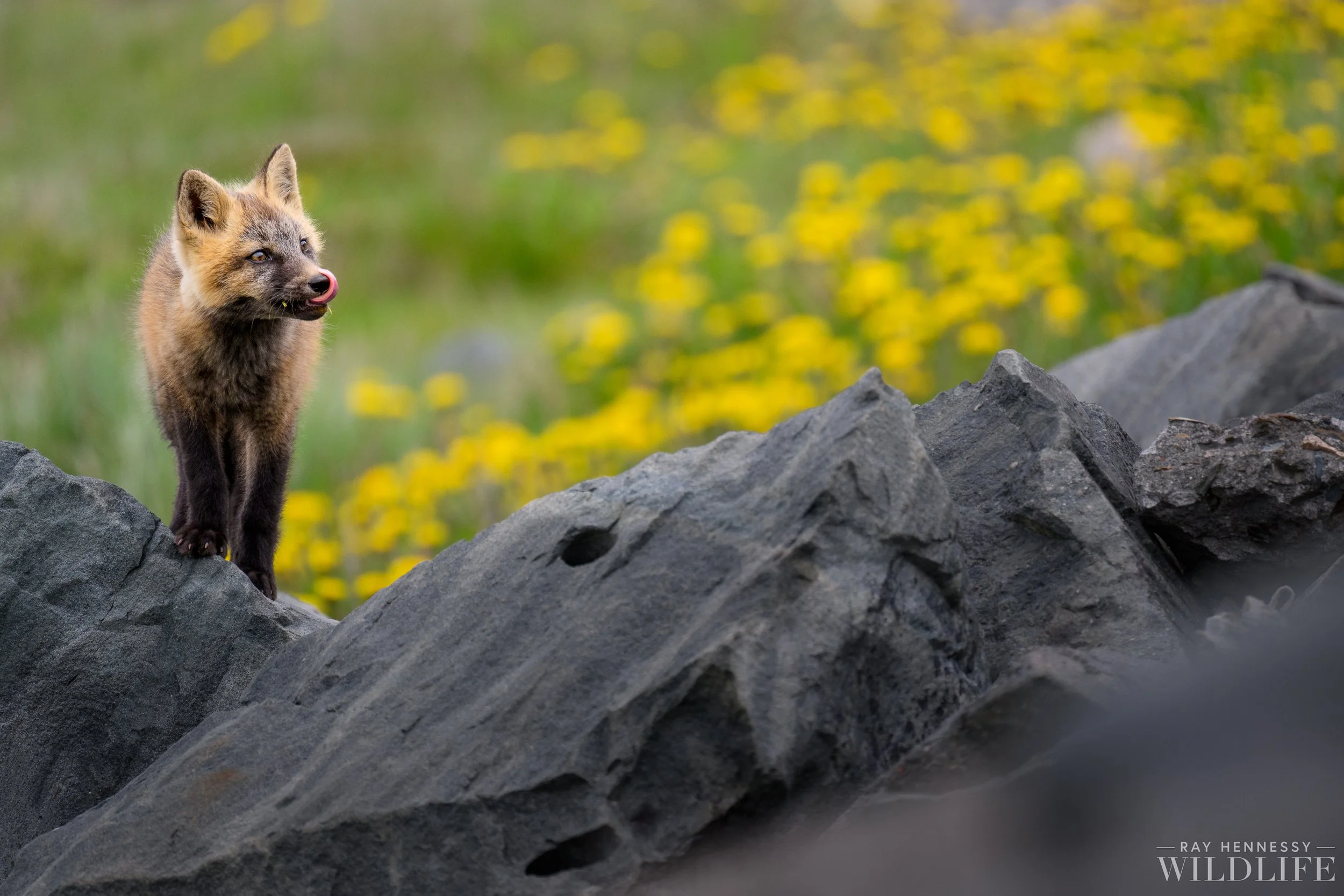 Cross Fox Kit — Ray Hennessy Wildlife